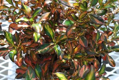 Coprosma  'Evening Glow'