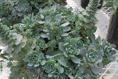 Orostachys  'Chinese Hat'