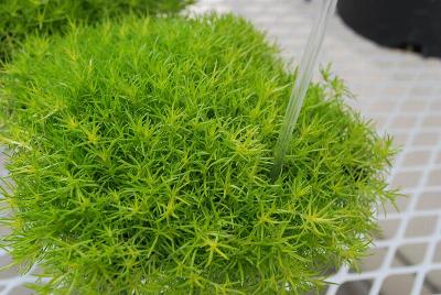 Sagina  'Lime Moss'