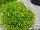 Jaldety Nurseries: Sagina  'Lime Moss' 