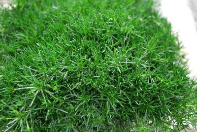 Sagina  'Green Moss'