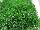 Jaldety Nurseries: Sagina  'Green Moss' 