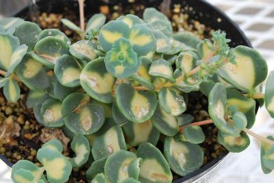 Sedum  'Mediovariegatum'