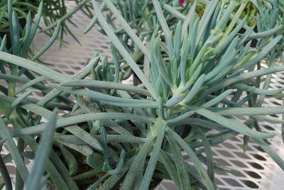 Senecio  'Blue'