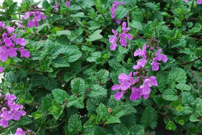  Stachys Lilac Falls 