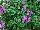 Jaldety Nurseries: Stachys  'Lilac Falls' 