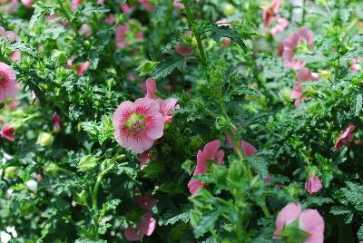  Anisodontea Pink 