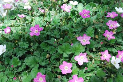 Erodium  'Bishop's Form'