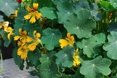 Nasturtium Flame Thrower™ 'Ochre'