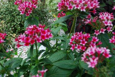 Pentas  'Bicolor'