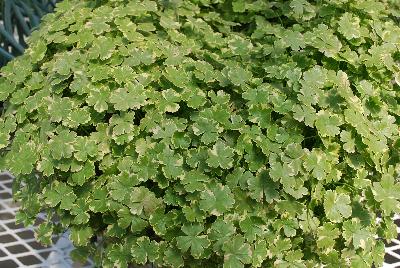 Hydrocotyle  'Variegated'