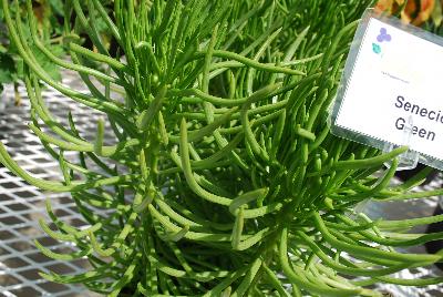 Senecio  'Green'