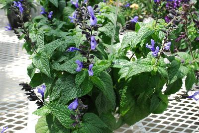 Salvia  'Black & Blue'