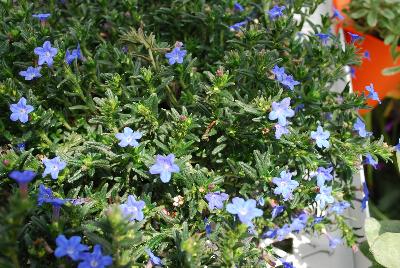 Lithodora  'Grace Ward'