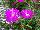 Jaldety Nurseries: Lampranthus  'Pink' 