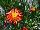 Jaldety Nurseries: Lampranthus  'Red Orange' 