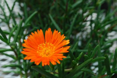 Lampranthus  'Orange'