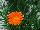 Jaldety Nurseries: Lampranthus  'Orange' 