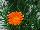 Jaldety Nurseries: Lampranthus  'Orange' 