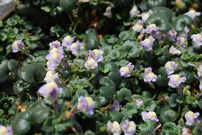  Cymbalaria Muralis 