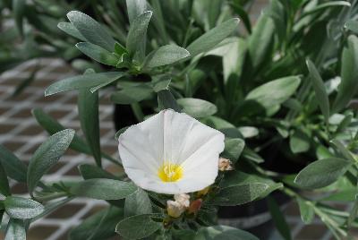  Convolvulus White 