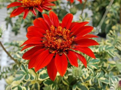 Gazania Gazebra 'Red'