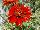 Jaldety Nurseries: Gazania  'Red' 