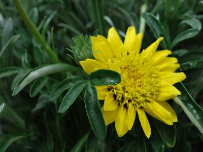 SunBathers Gazania Sunset Jane Lemon Spot 