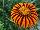 Jaldety Nurseries: Gazania  'Tikal' 