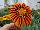 Jaldety Nurseries: Gazania  'Totanaca' 