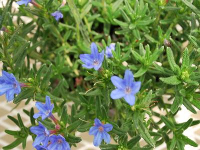 Lithodora 'Heavenly Blue': As seen at Jaldety Spring Trials, 2013 @ Pacific Plug and Liner.