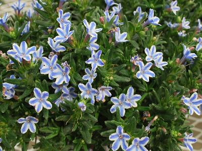 Lithodora  'Star'