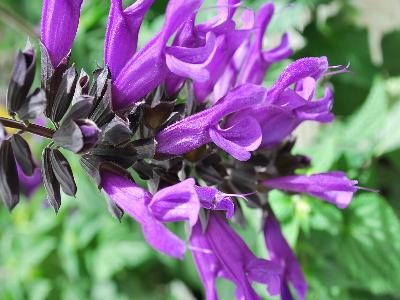 Salvia  'Amistad'