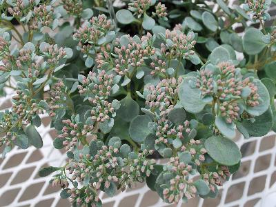 Sedum  'Coca Cola'