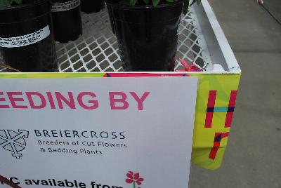 Seen @ Spring Trials 2016.: From COHEN Propagation @ Pacific Plug & Liner, Spring Trials 2016: The COHEN 2017 Collection.  Your Stock in Safe Hands.  Including Breiercross, Breeders of Cut Flowers and Bedding Plants.