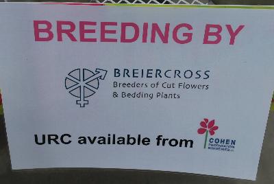 Seen @ Spring Trials 2016.: From COHEN Propagation @ Pacific Plug & Liner, Spring Trials 2016: The COHEN 2017 Collection.  Your Stock in Safe Hands.  Including Breiercross, Breeders of Cut Flowers and Bedding Plants.