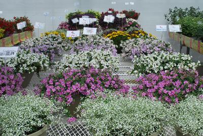 Seen @ Spring Trials 2016.: From COHEN Propagation @ Pacific Plug & Liner, Spring Trials 2016: The COHEN 2017 Collection.  Your Stock in Safe Hands. Showing several new and existing varieties.