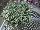Cohen Propagation Nurseries: Euphorbia  'Compact White' 