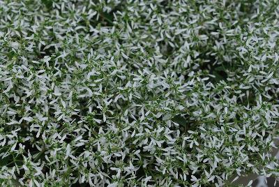 Euphorbia Golan® 'Compact White'