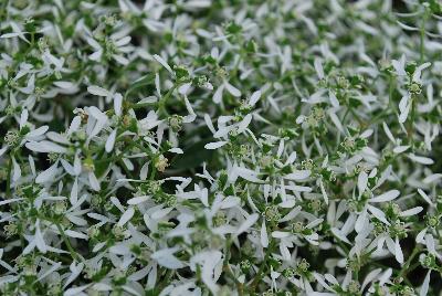 Euphorbia Golan® 'Compact White'