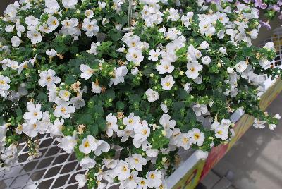 Secrets® Bacopa XXL White Improved 