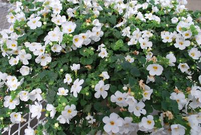 Secrets® Bacopa XXL White Improved 