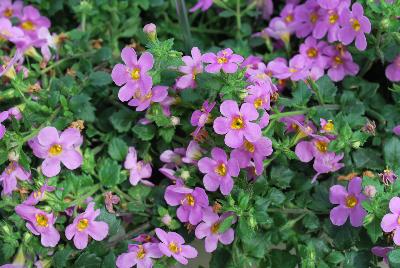 Secrets® Bacopa XL Dark Pink 