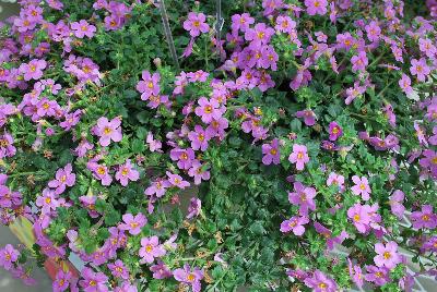 Secrets® Bacopa XL Dark Pink 