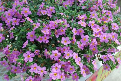 Secrets® Bacopa XL Dark Pink 