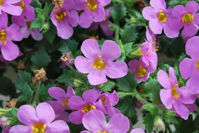 Secrets® Bacopa XL Dark Pink 