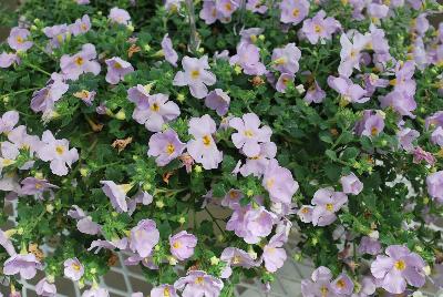 Bacopa Secrets® 'Bomba Blue Sky'