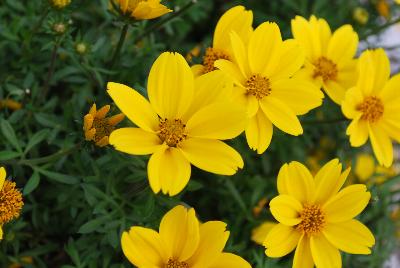 Bee® Bidens Giant Yellow