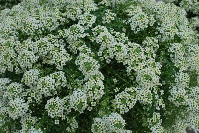 Lobularia Sweetness® 'Yellow'