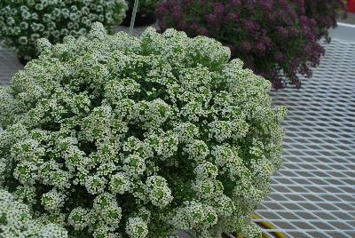 Lobularia Sweetness® 'Yellow'